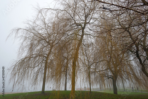 Trees in a park in foggy weather