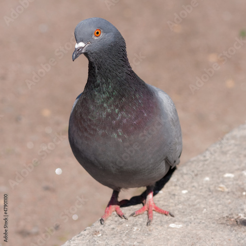 closeup portrait of a pigeon