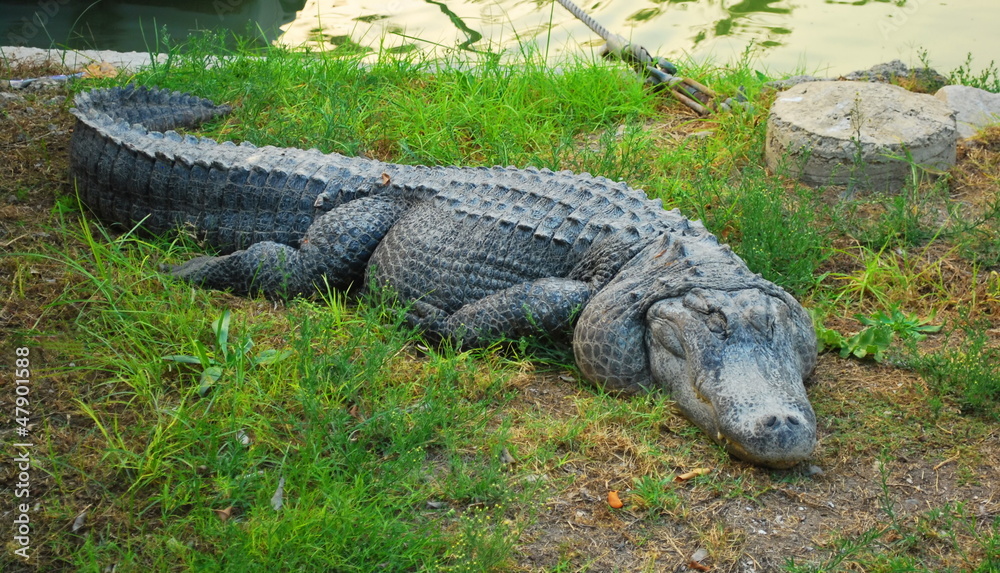 big crocodile big crocodile