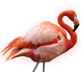 Poster Flamingo Elegante roze flamingo in profiel  © SunnyS