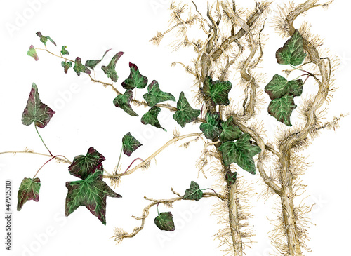 Hedera helix - edera