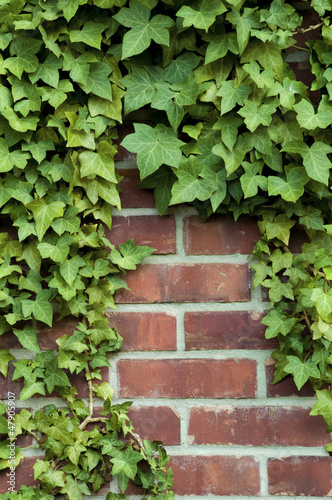 Obraz na plátne Ivy on a red brick wall