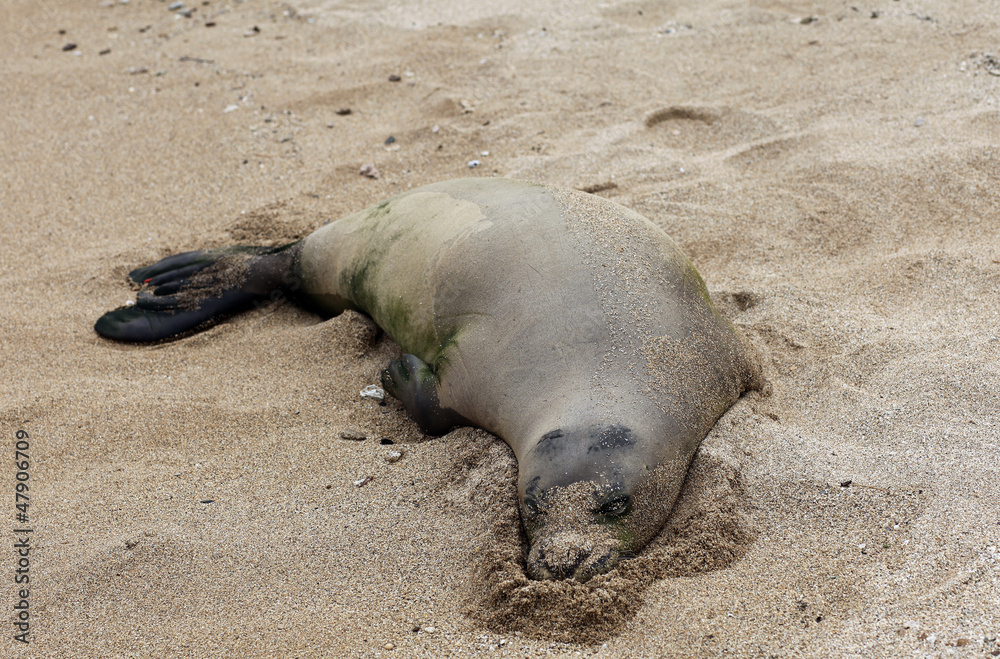 Monk Seal, Hawaii Monk Seal, Hawaii