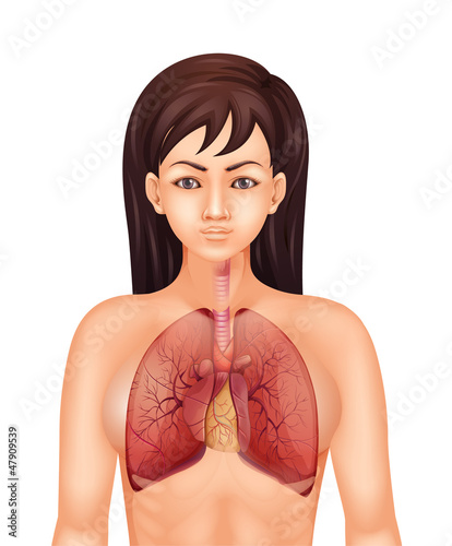 Human respiratory system