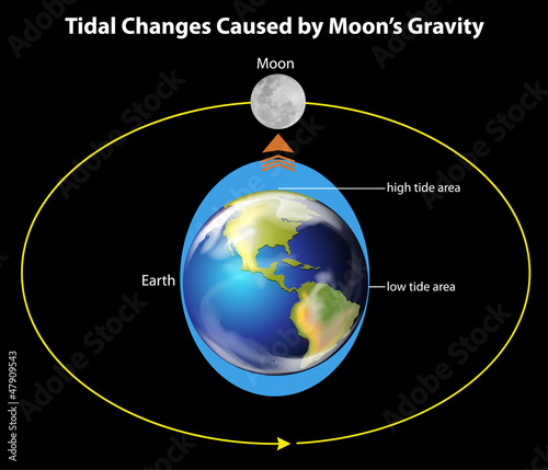 Tidal movements on Earth