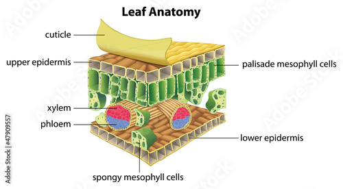 Structure of a leaf photo