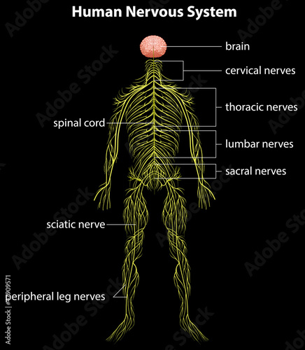 Human nervous system