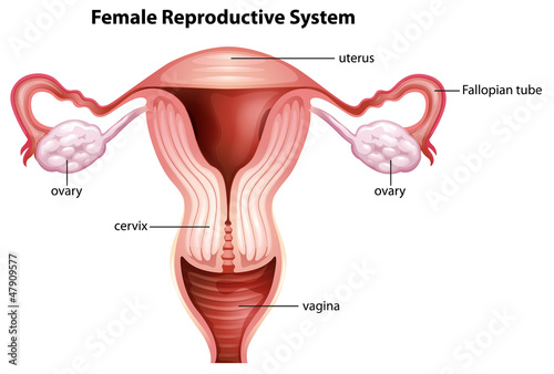 Fotótapéta Female reproductive system