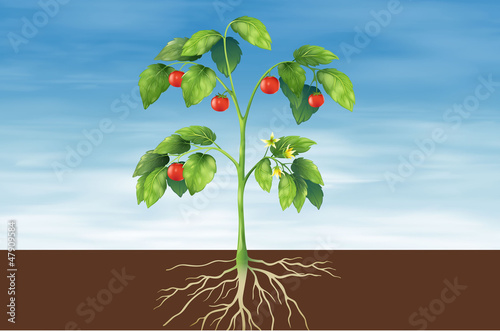 Parts of a plant