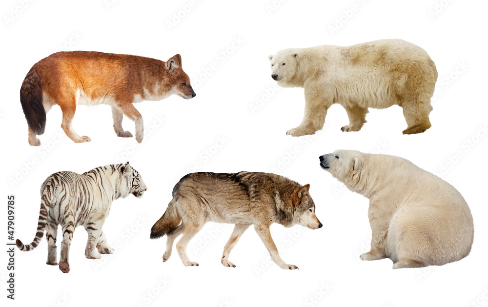 Fototapeta premium Carnivora mammal. Isolated over white
