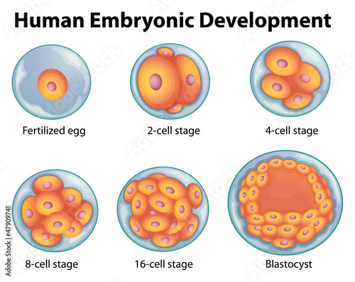 Stages in human embryonic development Fototapet