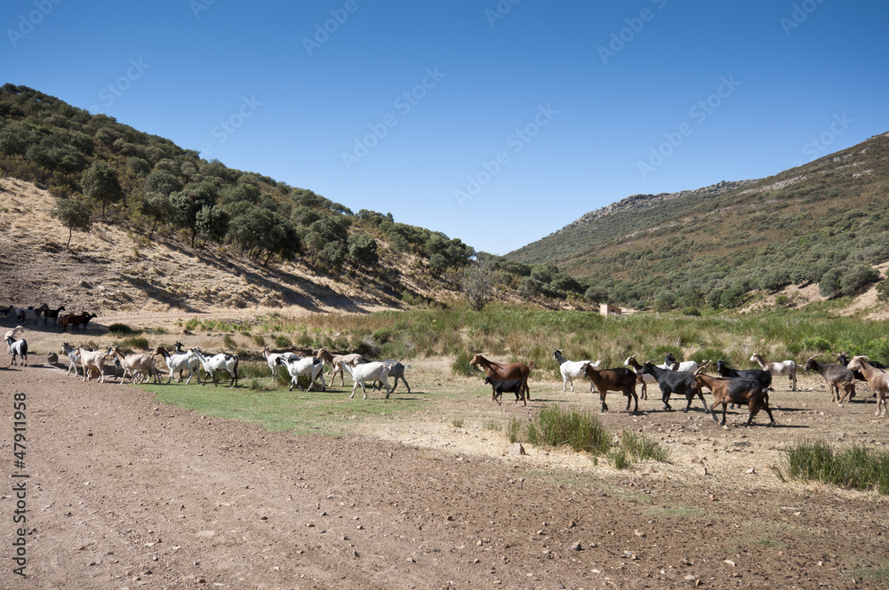 Flock of goats in a rural landscape