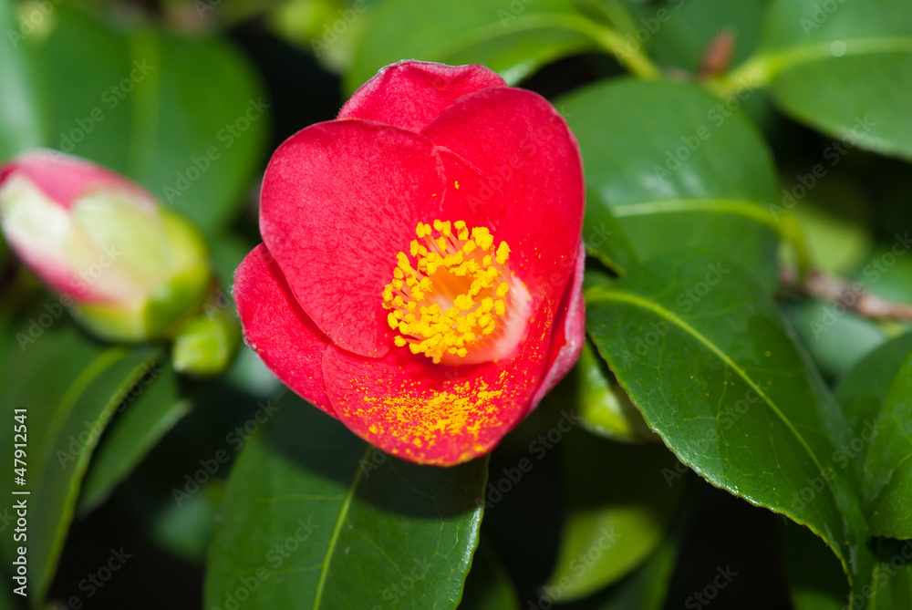Camellia Japonica in March