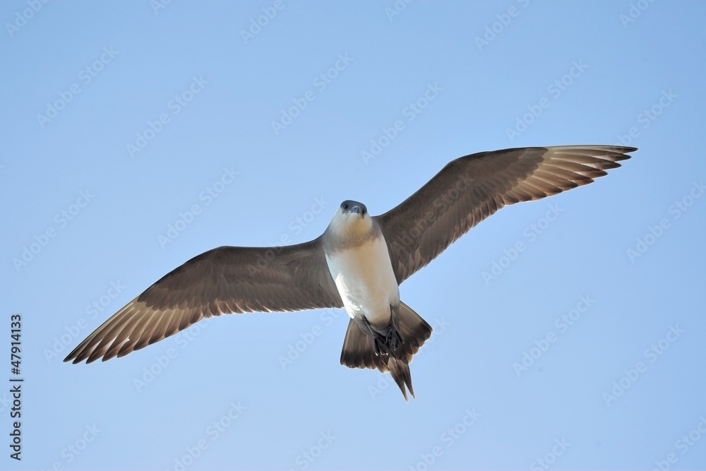Fototapeta premium Arctic Skua - Svalbard