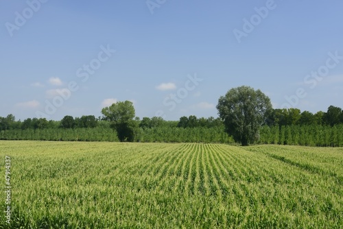 maize field from the dyke  Polesine Parmense