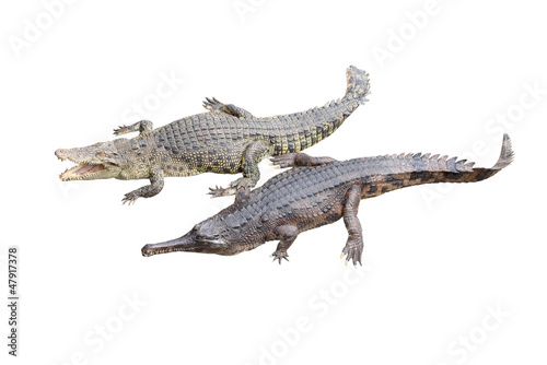 Crocodile and gavial friend on white background.