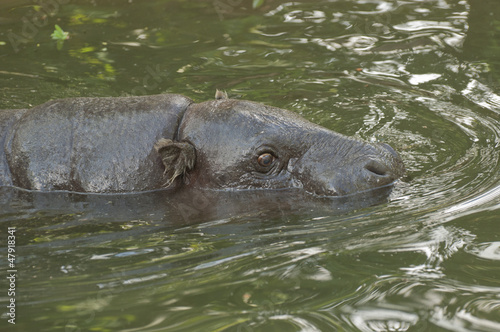 Pigmy hippo