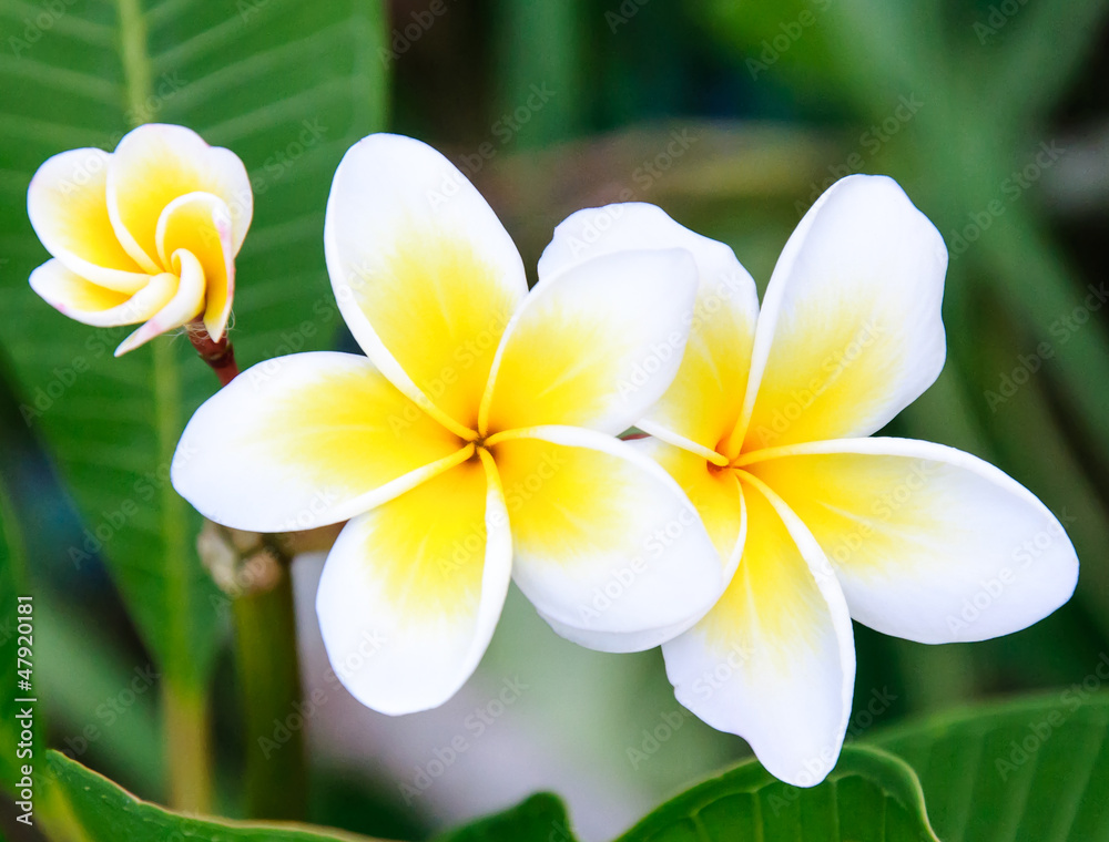 Obraz premium White frangipani