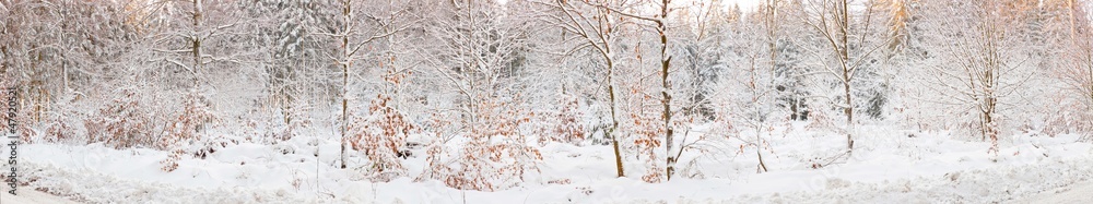 Winter forest with snow. Panoramic shot. Winter forest with snow. Panoramic shot.