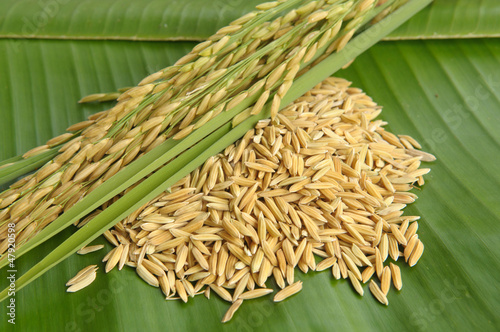 Closedup rice on green leaf background