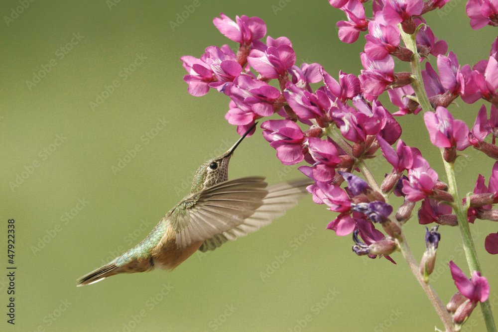 Fototapeta premium Broad-tailed hummingbird female (Selasphorus platycercus)