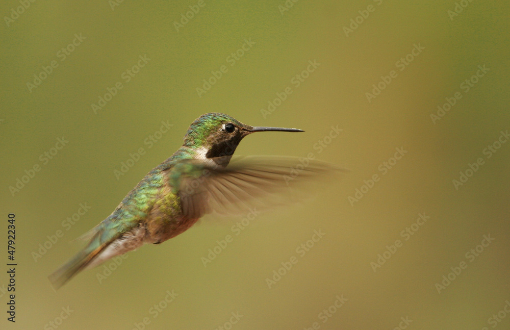 Fototapeta premium Broad-tailed hummingbird male (Selasphorus platycercus)