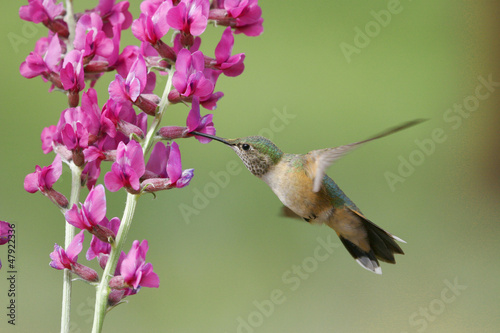 Broad-tailed hummingbird female (Selasphorus platycercus) photo