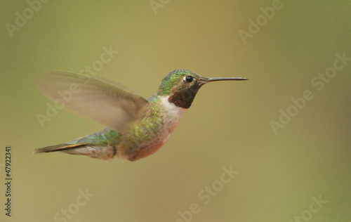 Broad-tailed hummingbird male (Selasphorus platycercus)