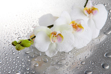 Poster Orchidee Witte orchideeën met waterdruppels  © Africa Studio