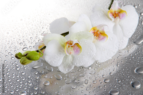 Tela white beautiful orchids with drops
