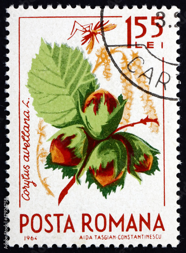 Postage stamp Romania 1964 Common Hazel, Corylus Avelana photo