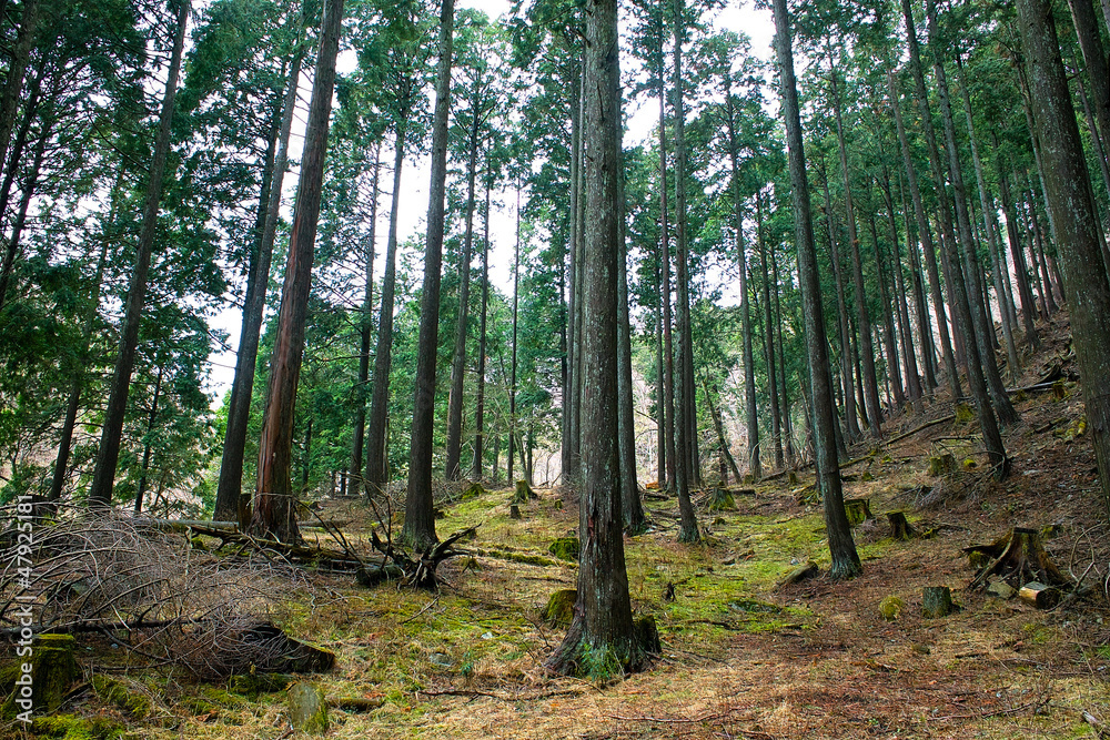 Obraz premium 針葉樹の森