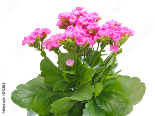 Kalanchoe flower