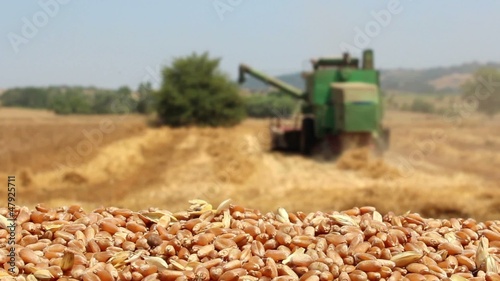 combine harvester working in wheat field