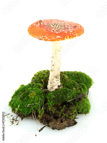 red amanita with moss isolated on white