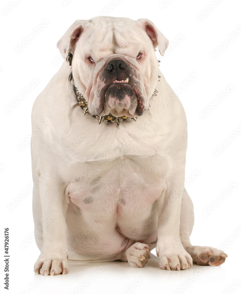 guard dog guard dog