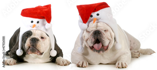 Photography santa dogs