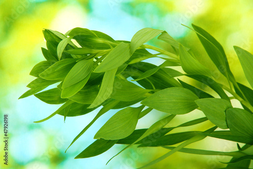 Fototapeta Naklejka Na Ścianę i Meble -  Branch with green leaves on green background
