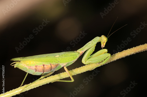 closeup of mantis