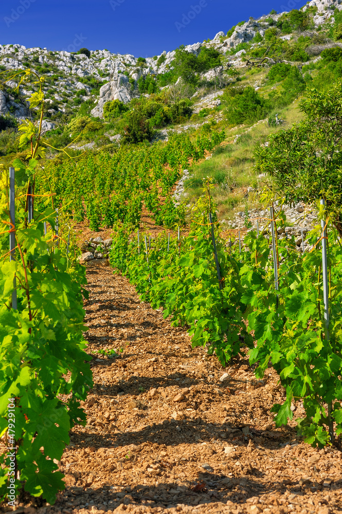 Vineyards, Hvar island, west of Sveta Nedjelja, Croatia Vineyards, Hvar island, west of Sveta Nedjelja, Croatia