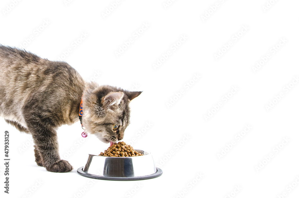 Cat eats dry cat food on white background Stock Photo Adobe Stock