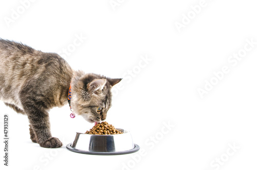 Cat eats dry cat food on white background