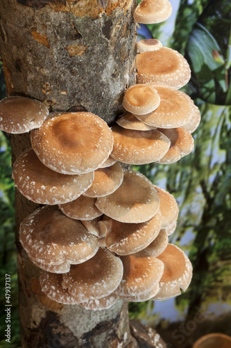 growing shiitake mushrooms maple log