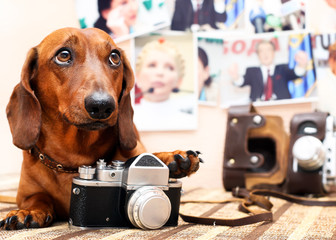 Dog with camera