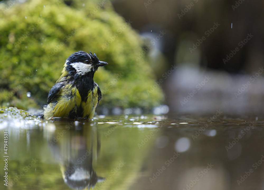 Obraz premium In the water