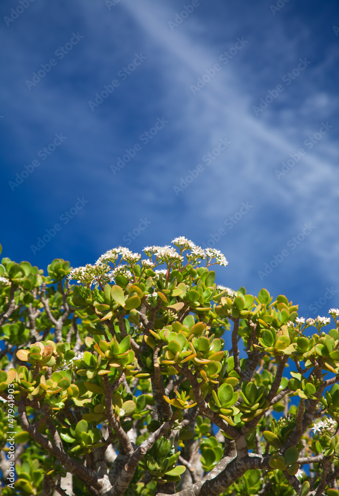 Crassula Ovata