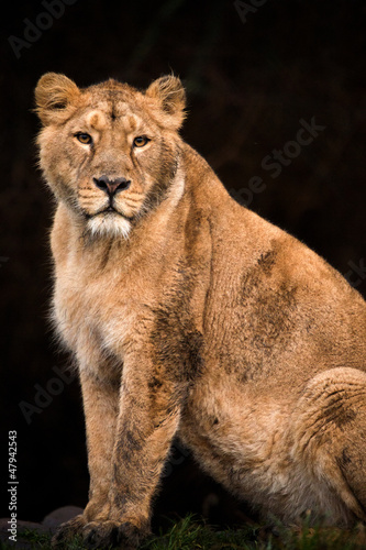 Fototapeta Naklejka Na Ścianę i Meble -  Lioness