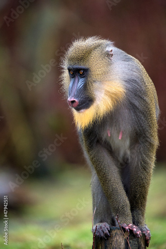Obraz na płótnie Mandrill
