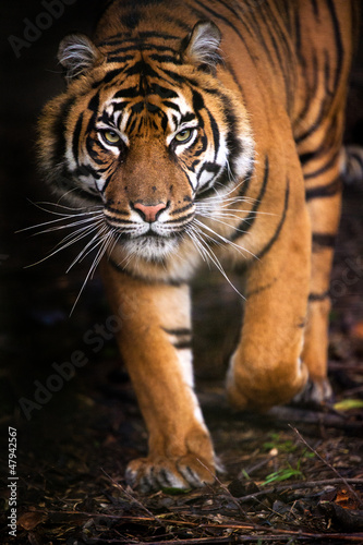 Canvas Print Tiger Walking out of Shadow