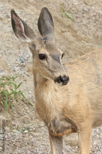 Fototapeta Naklejka Na Ścianę i Meble -  Roe Deer closeup